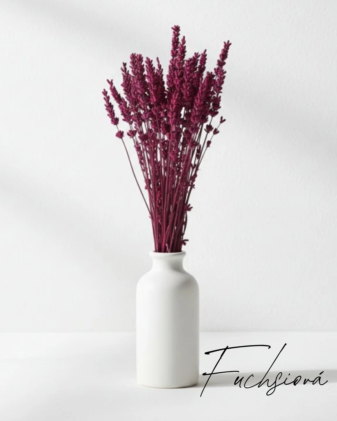 Stabilizovaná levandule fuchsiová